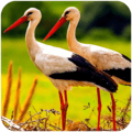 仙鹤模拟器(The White Stork)